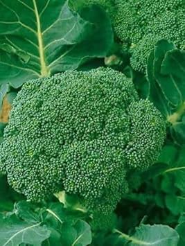 Broccoli Brassica oleracea seeds for garden planting